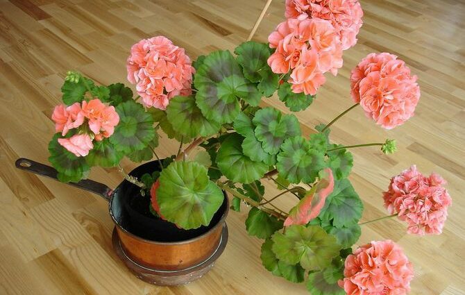 Pelargonium in the fall: transplant, pruning