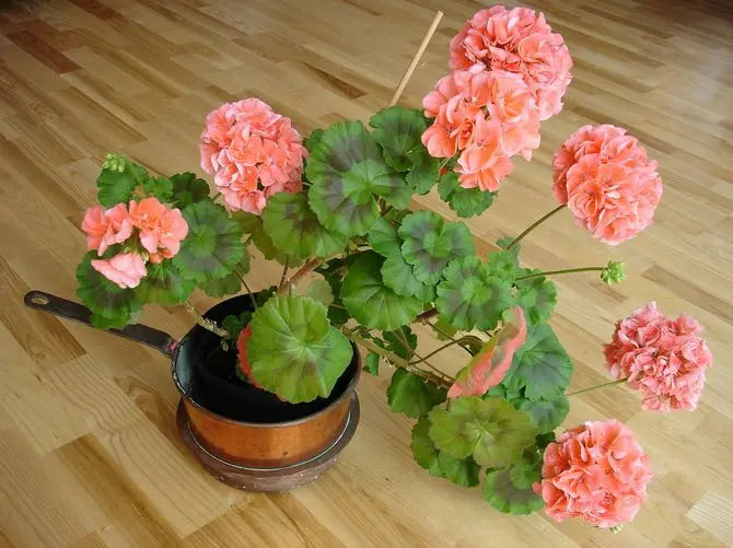 Pelargonium in the fall: transplant, pruning