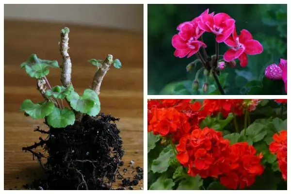 Pelargonium in winter