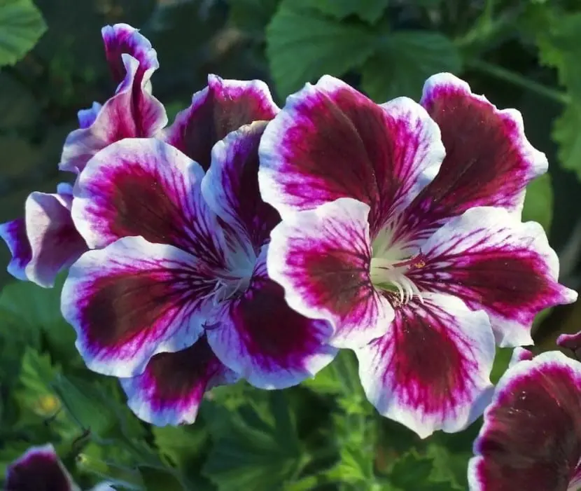 Pelargonium: varieties