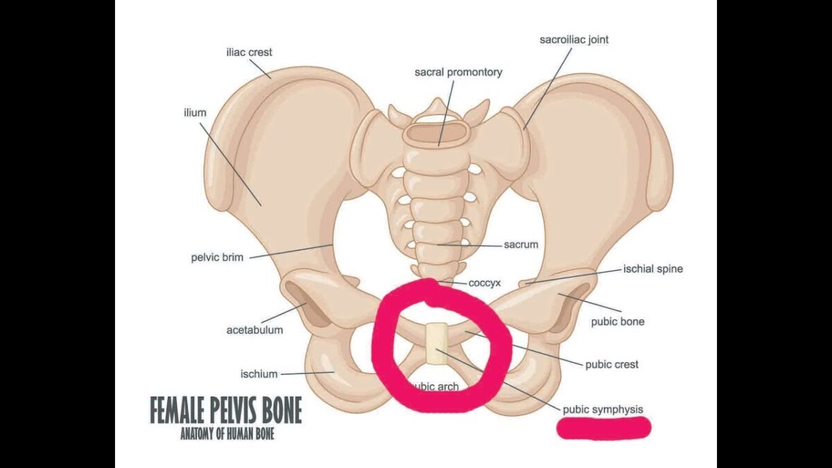 pelvic-bones-hurt-during-pregnancy-healthy-food-near-me