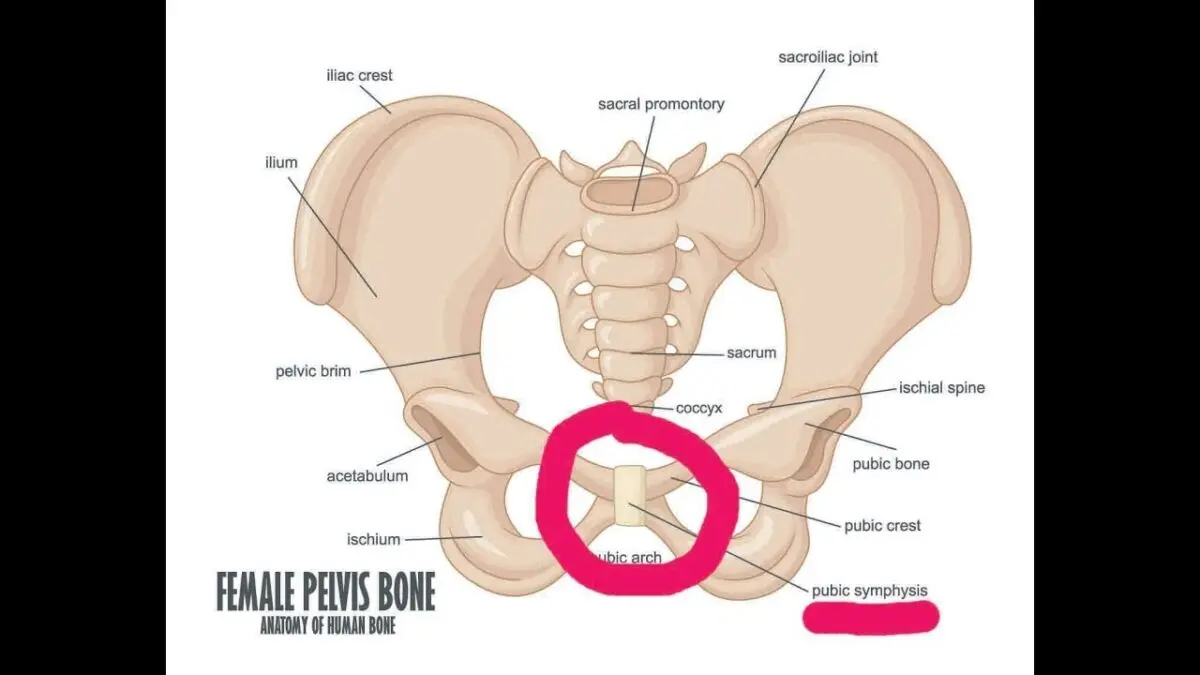 Pelvic bones hurt during pregnancy