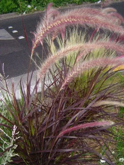 Pennisetum: growing and care