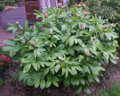 Peonies-hybrids: varieties, planting