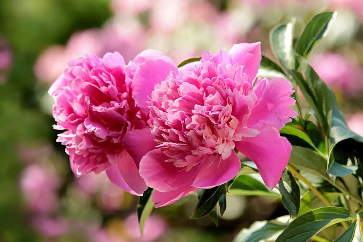 Peonies in October: is it possible to transplant