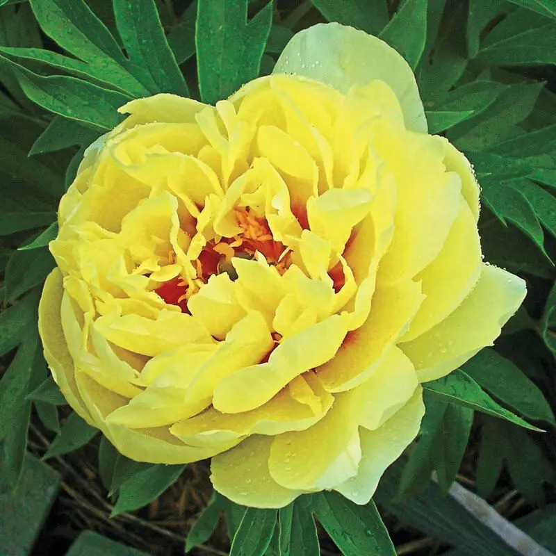 Peony Bartzella: description