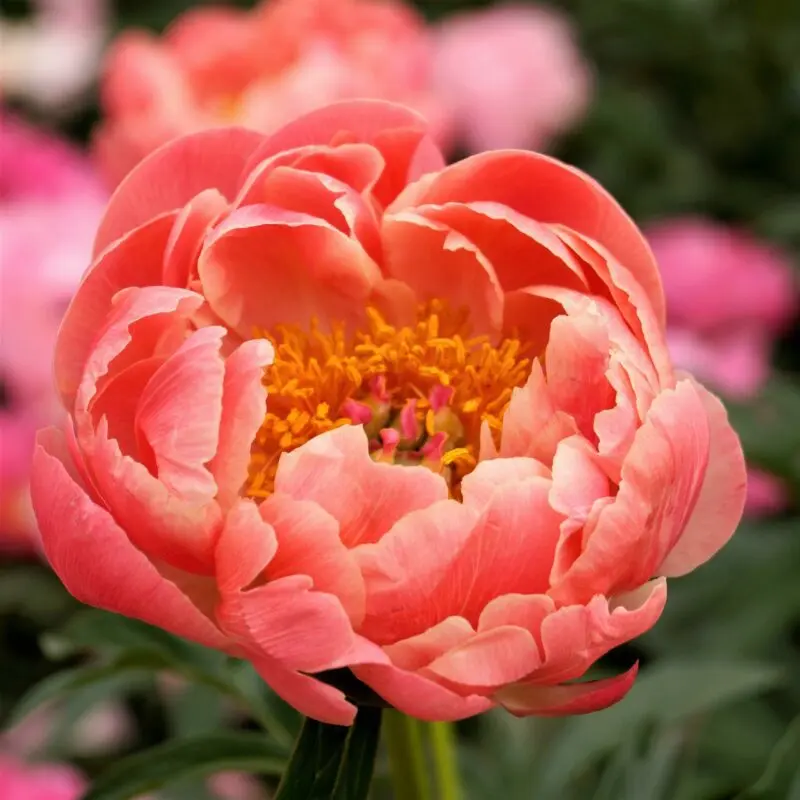 Peony Coral: description, photo