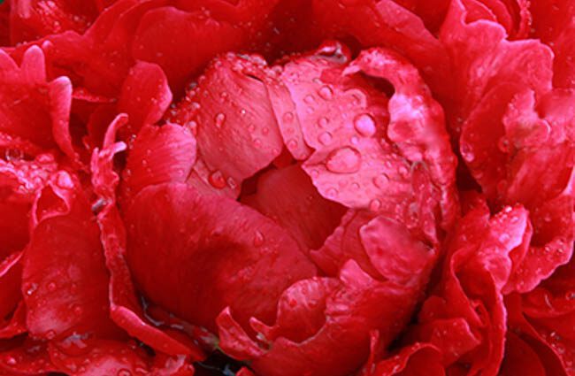 Peony henry boxstos: description, photo