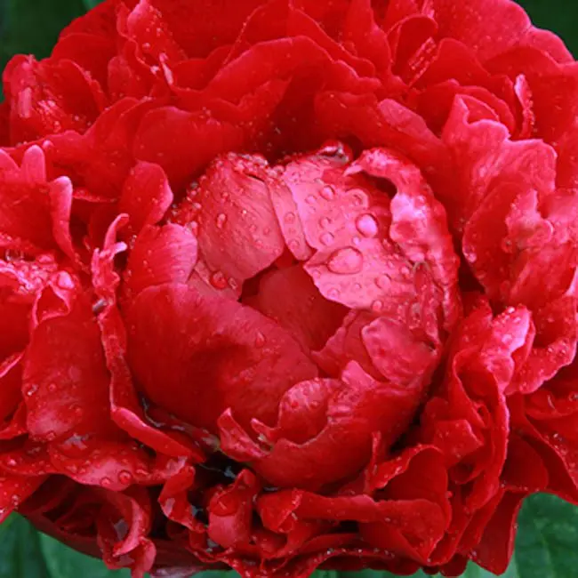 Peony henry boxstos: description, photo