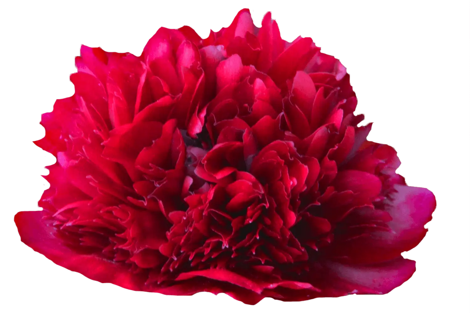 Peony red: Grace and Charm varieties