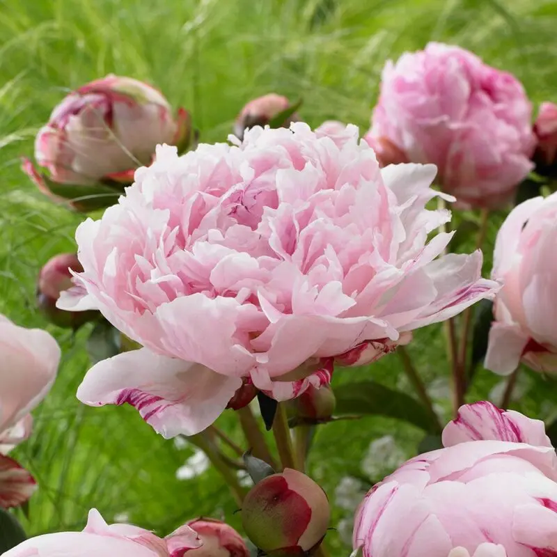 Peony Sarah Bernhardt: variety description