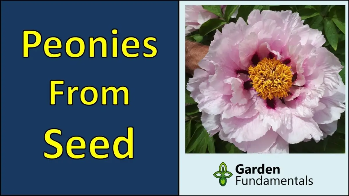 Peony seeds: planting, how to grow