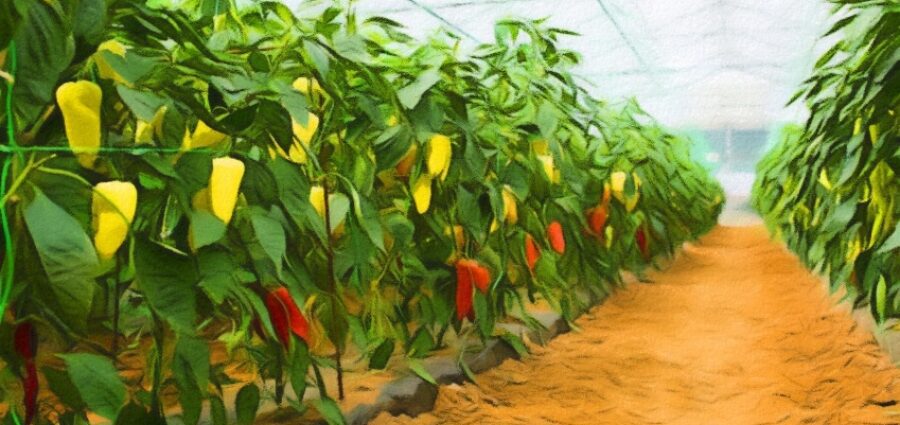 Pepper varieties: productive for greenhouses