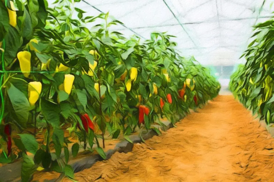 Pepper varieties: productive for greenhouses