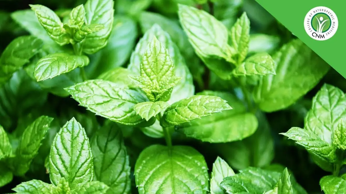 Peppermint: medicinal and beneficial properties. Video