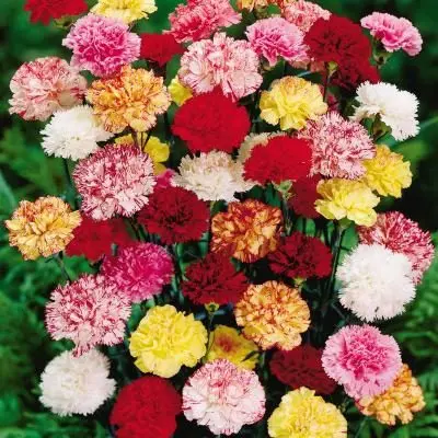 Perennial bush carnation: photo