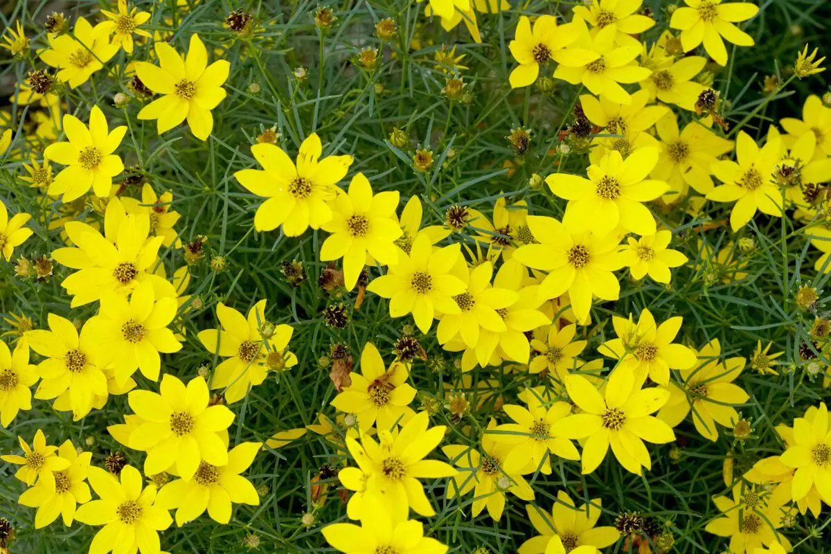 Perennial coreopsis: varieties, planting and care