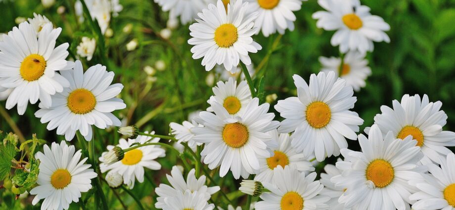 Perennial daisy: planting, care