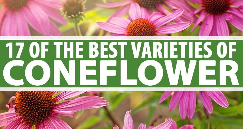 Echinacea bunga abadi: varietas