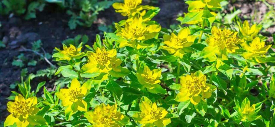 Perennial garden spurge: planting and care