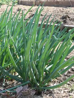 Perennial onions: growing, care