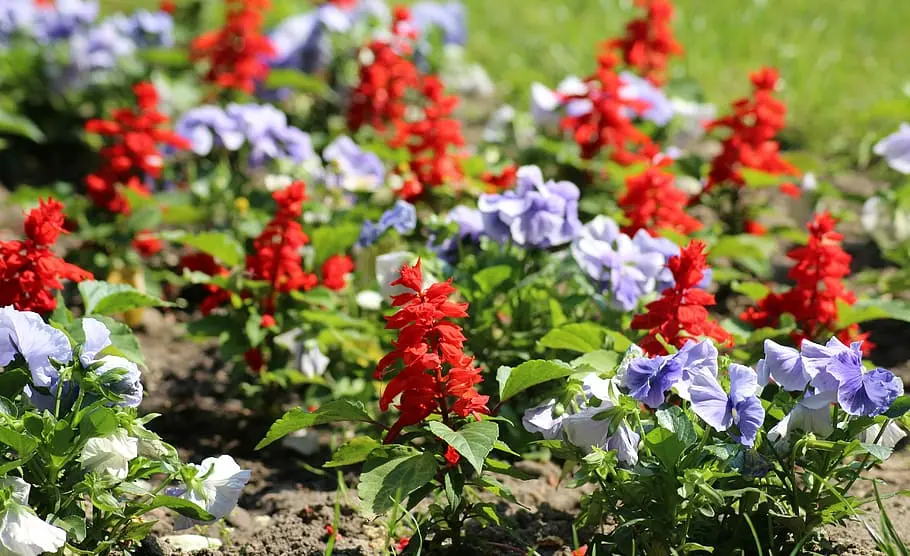 Perennial rabatka