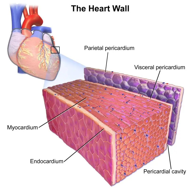 Pericardium