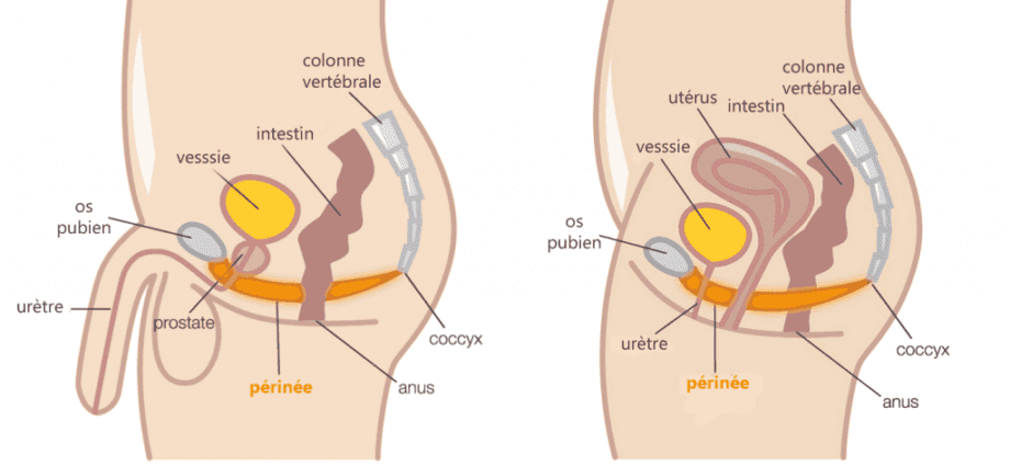 Mga pamaagi sa rehabilitasyon sa perineal