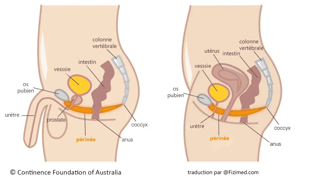 Perineal rehabilitation techniques