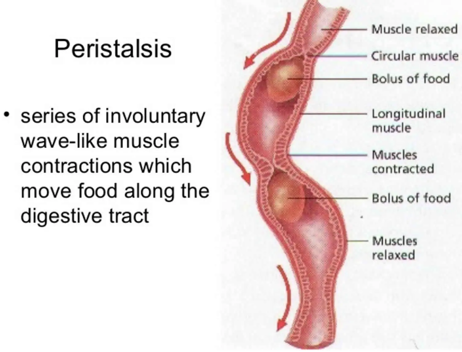 Peristalsis: what to do in case of intestinal peristalsis?