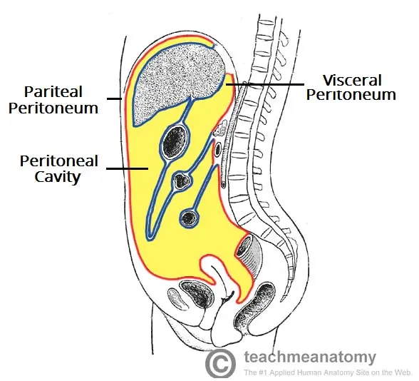 Peritoneum