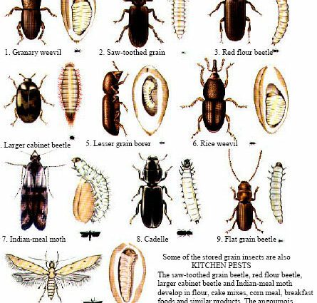 Pests in the country: 3 effective ways to deal with beetles