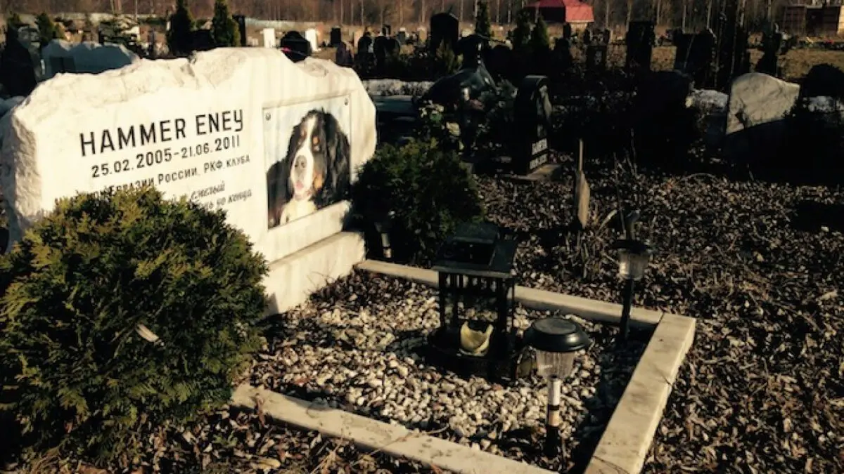 Pet cemetery: Russians will be fined for the funeral of cats and dogs