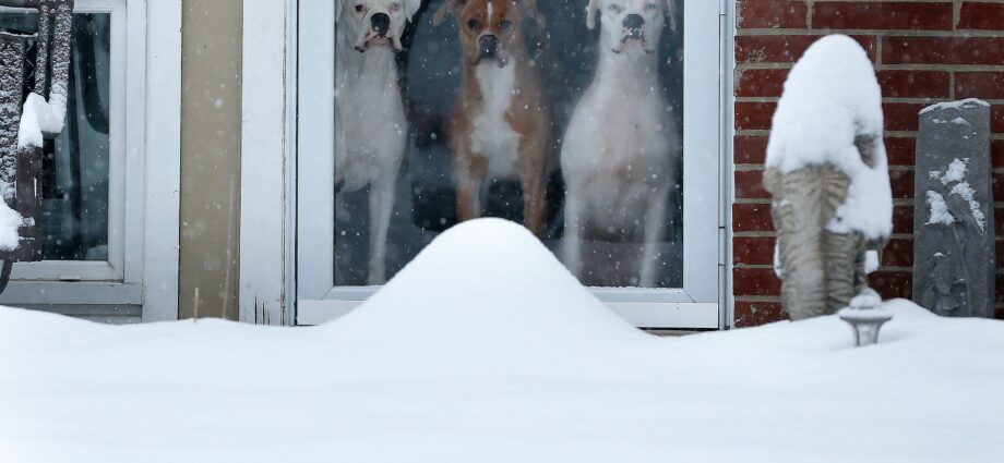 Pets who are fed up with frost: 25 very unhappy mosecs