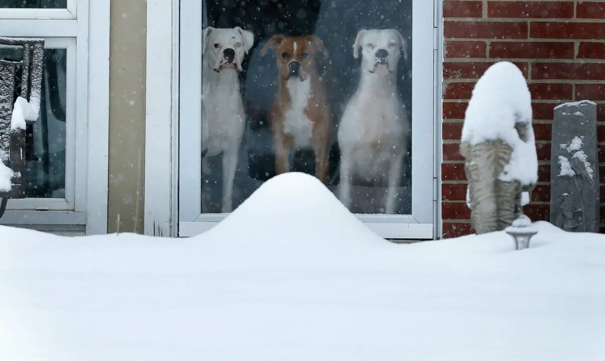 Pets who are fed up with frost: 25 very unhappy mosecs