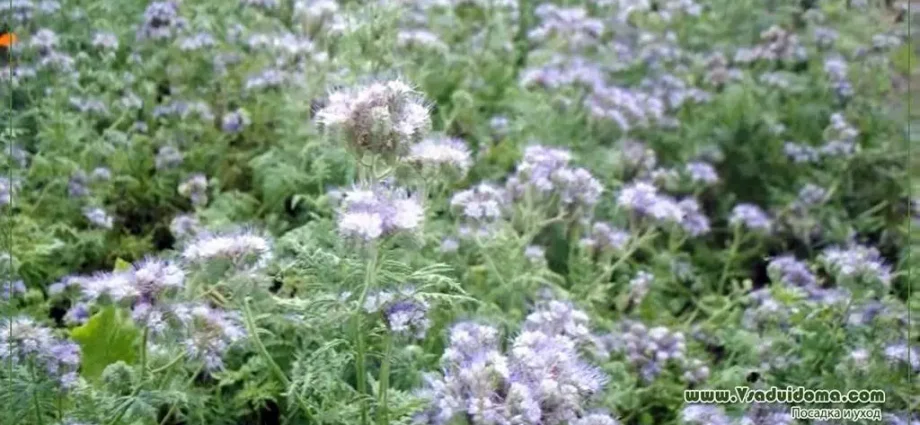 Phacelia as siderat