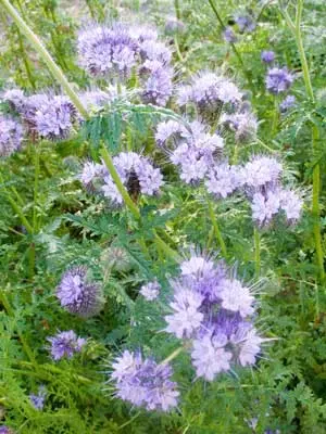 Phacelia seeds: growing