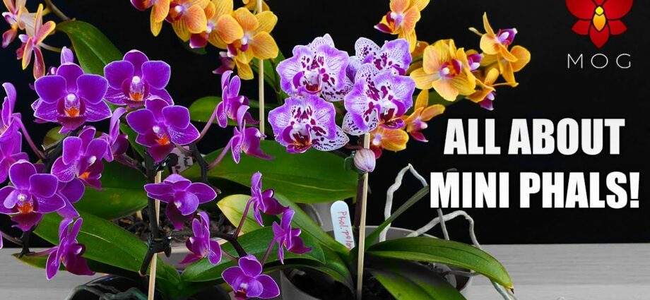 Phalaenopsis mini orchids: care