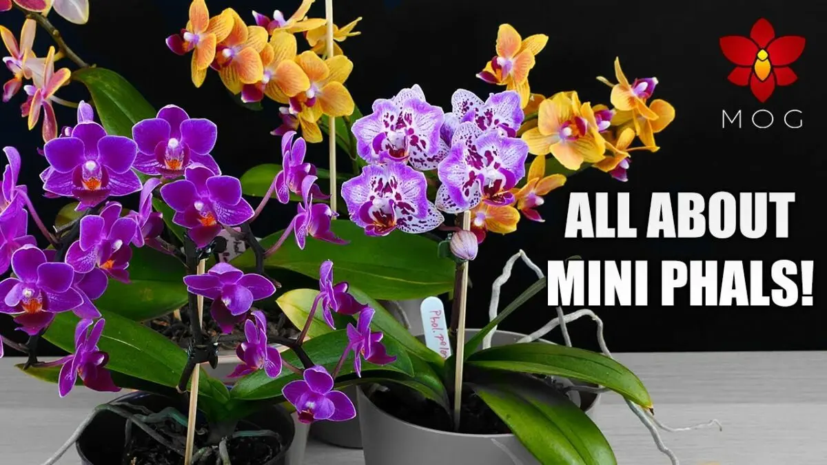 Phalaenopsis mini orchids: care