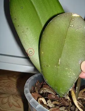 Phalaenopsis orchid diseases, their treatment