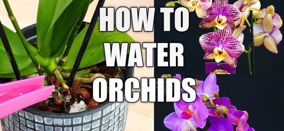 Phalaenopsis orchid: features of watering and care. Video