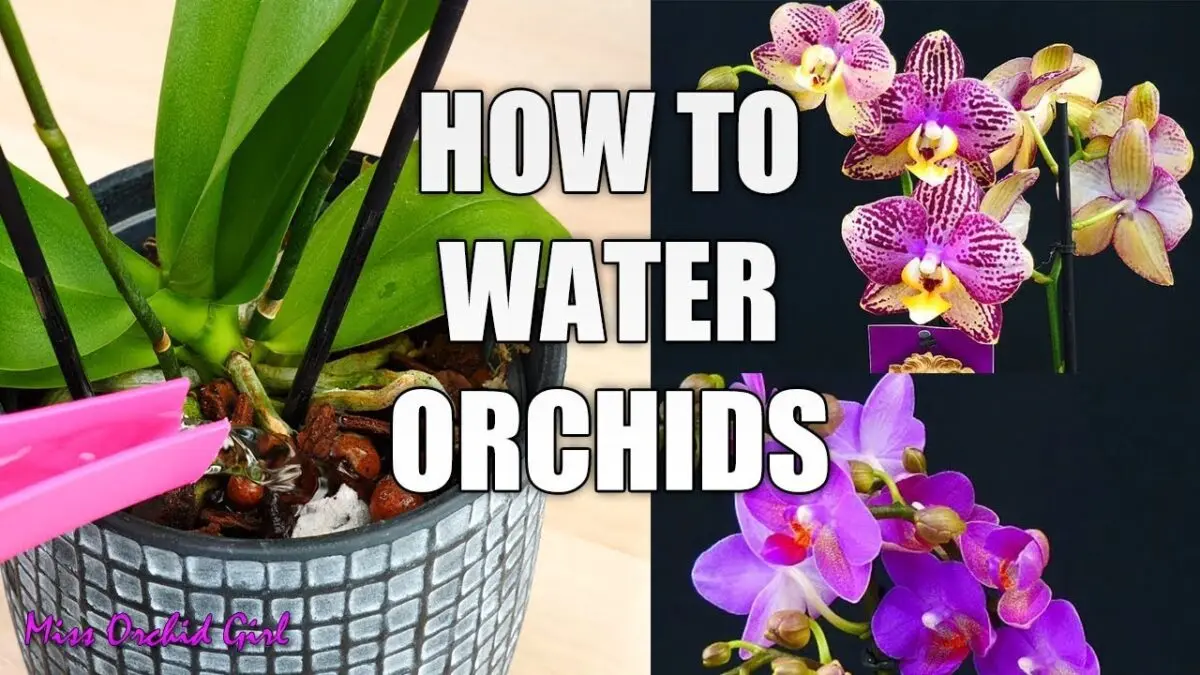 Phalaenopsis orchid: features of watering and care. Video