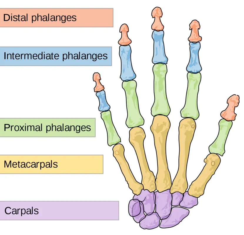 Phalanges: what is it?