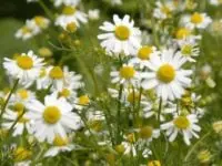 Pharmacy chamomile: beneficial properties. Video