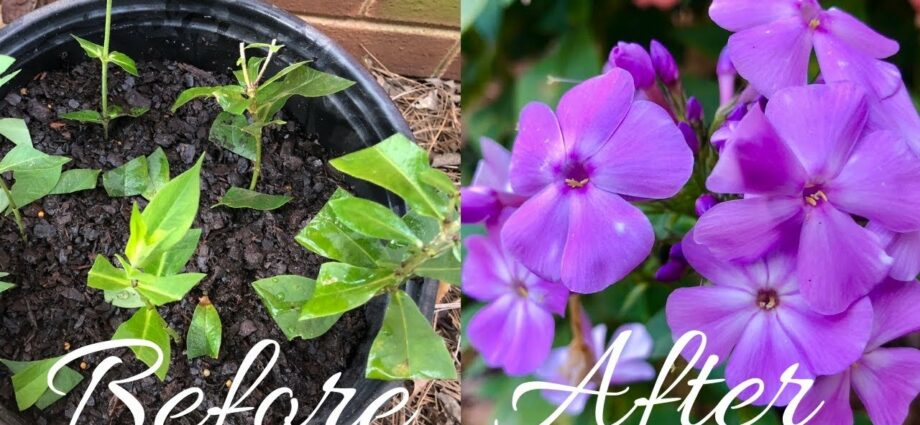 Phlox cuttings: how to propagate