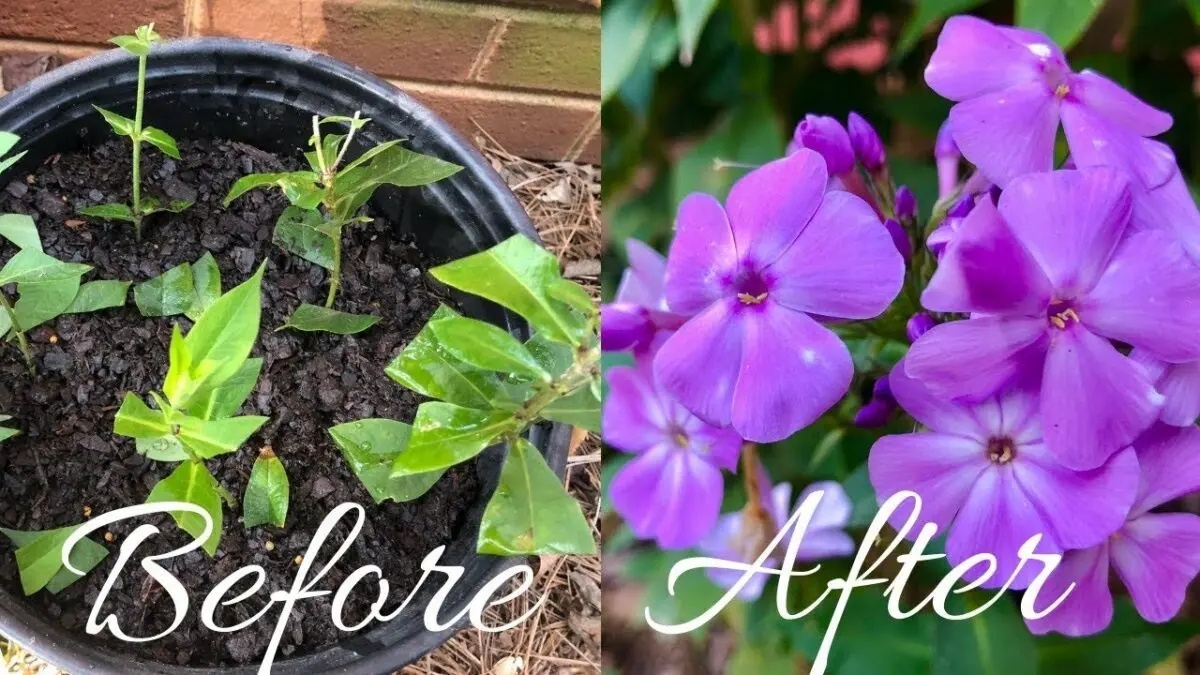 Phlox cuttings: how to propagate