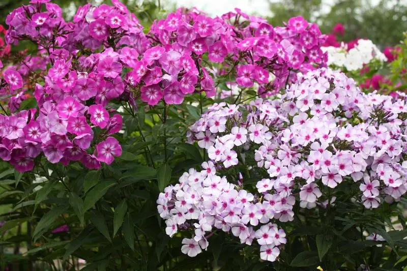 Phlox diseases: how to treat