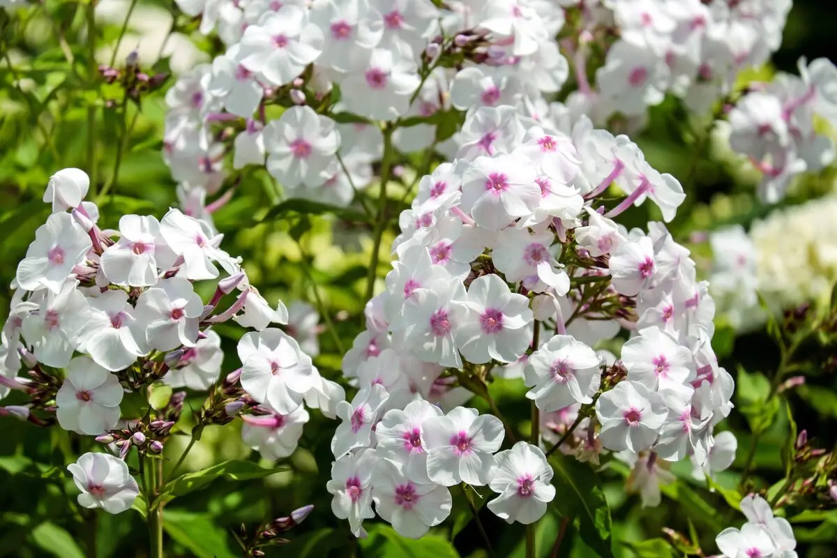 Phlox &#8211; flowers from the picture