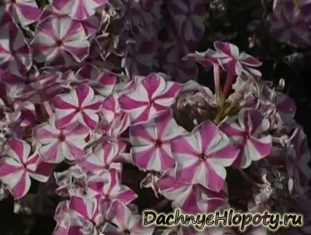 Phlox for the winter: preparation
