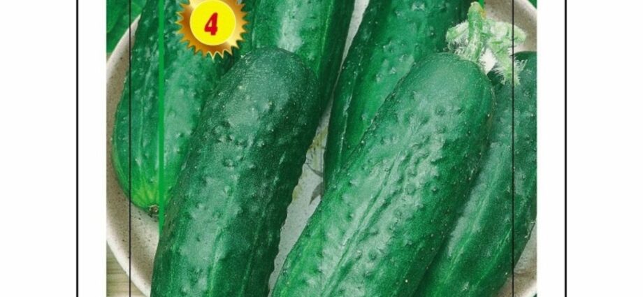 Phoenix cucumber: variety description